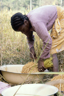 Thomas Seligman | Woman working in Korpus Bolay's rice farm near Taglahun town | 1981 | Thomas K. Seligman Archive