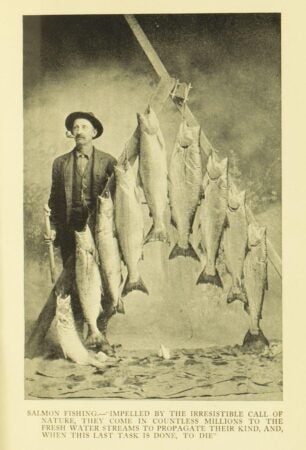 This is a black-and-white historical photograph depicting a man standing beside a display of freshly caught salmon, which are strung up on a wooden rack. The man is wearing a hat, a pipe in his mouth, and a casual suit, holding what appears to be a fishing tool. The caption below reads: "Salmon fishing.—'Impelled by the irresistible call of nature, they come in countless millions to the fresh water streams to propagate their kind, and, when this last task is done, to die.'" This image captures the essence of early 20th-century salmon fishing practices and reflects on the natural life cycle of salmon.