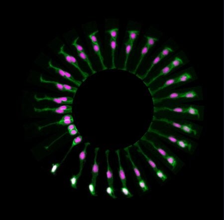 A green and pink cell repeating in a spiral against a black background.