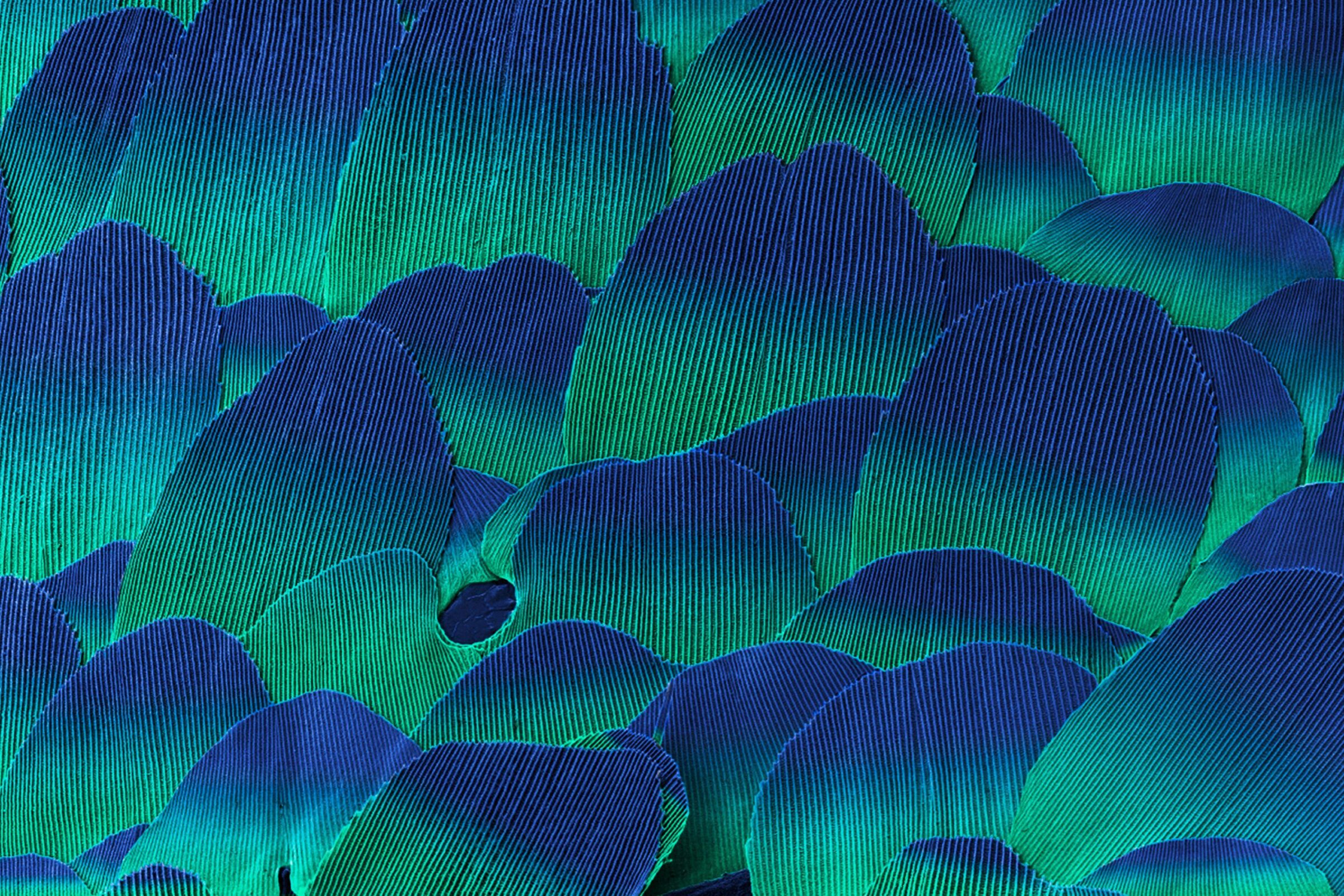 Close-up image of overlapping blue and green scales with fine ridges and iridescent texture.