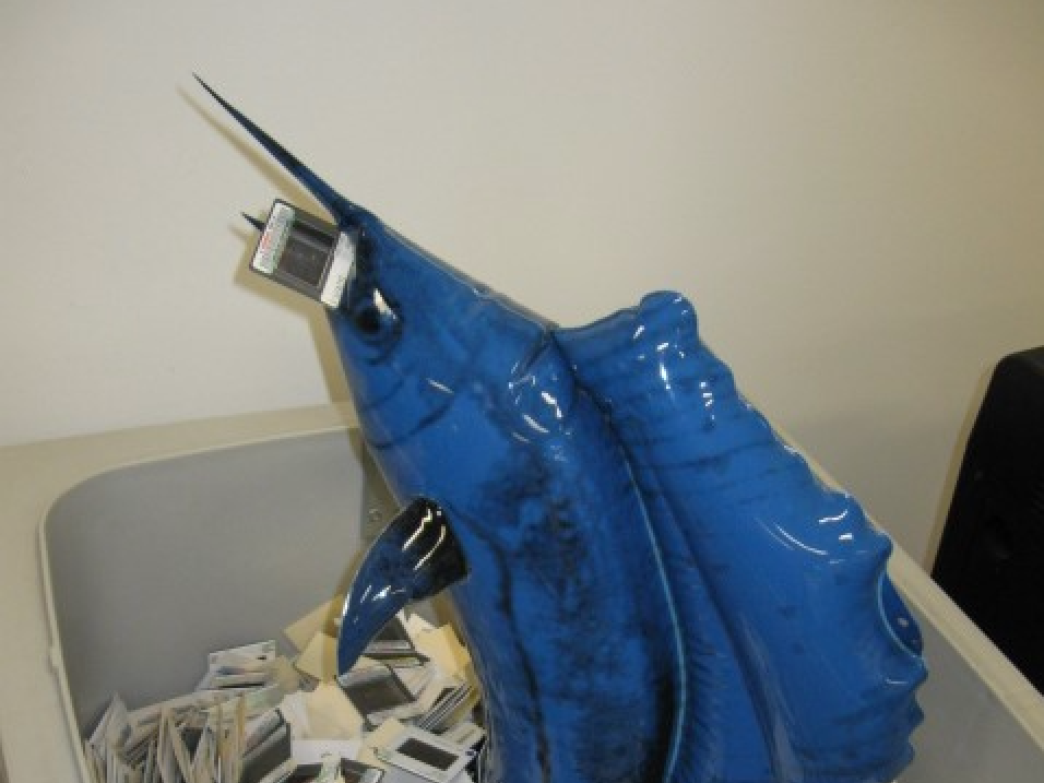 A blue marlin sculpture sticking out of a bin filled with photographic slides and paper sleeves.